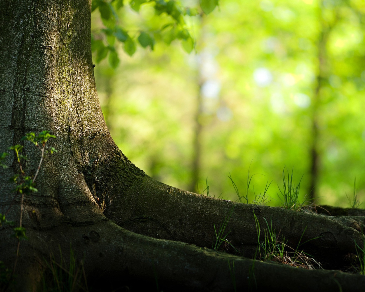 Корни большого дерева
