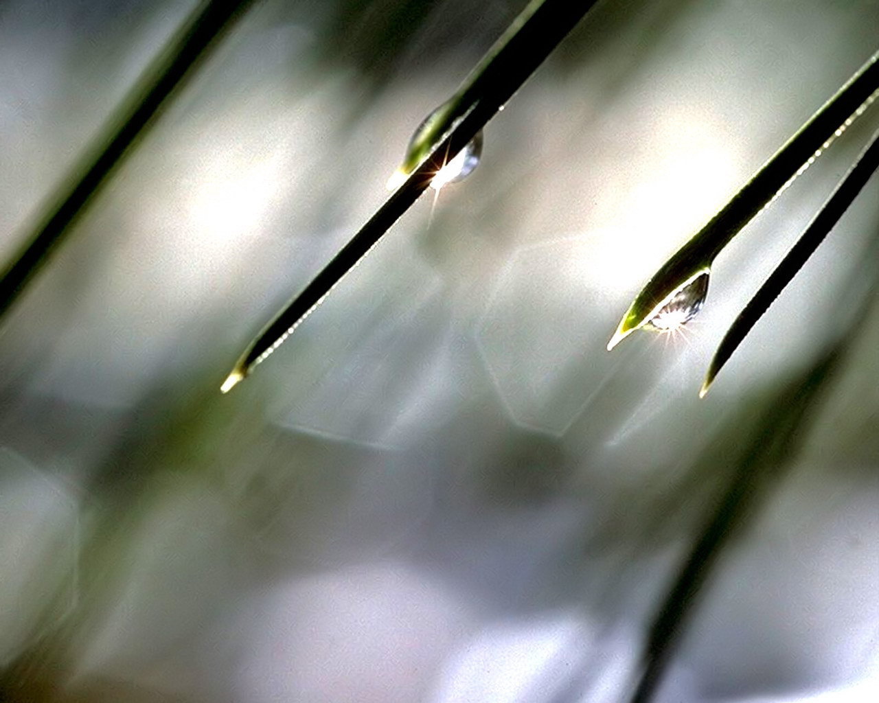 Солнце в каплях росы