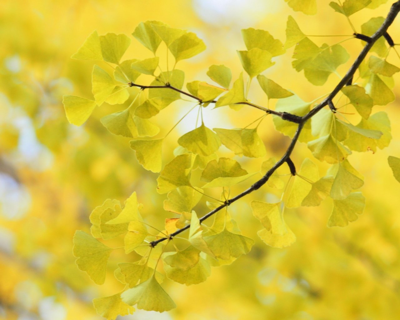 Дерево Гинко Билоба