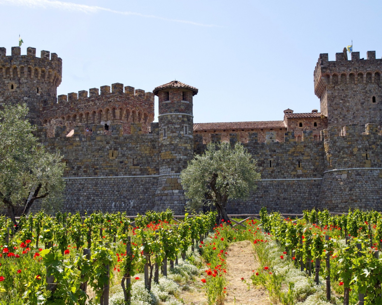 Виноградник у крепости