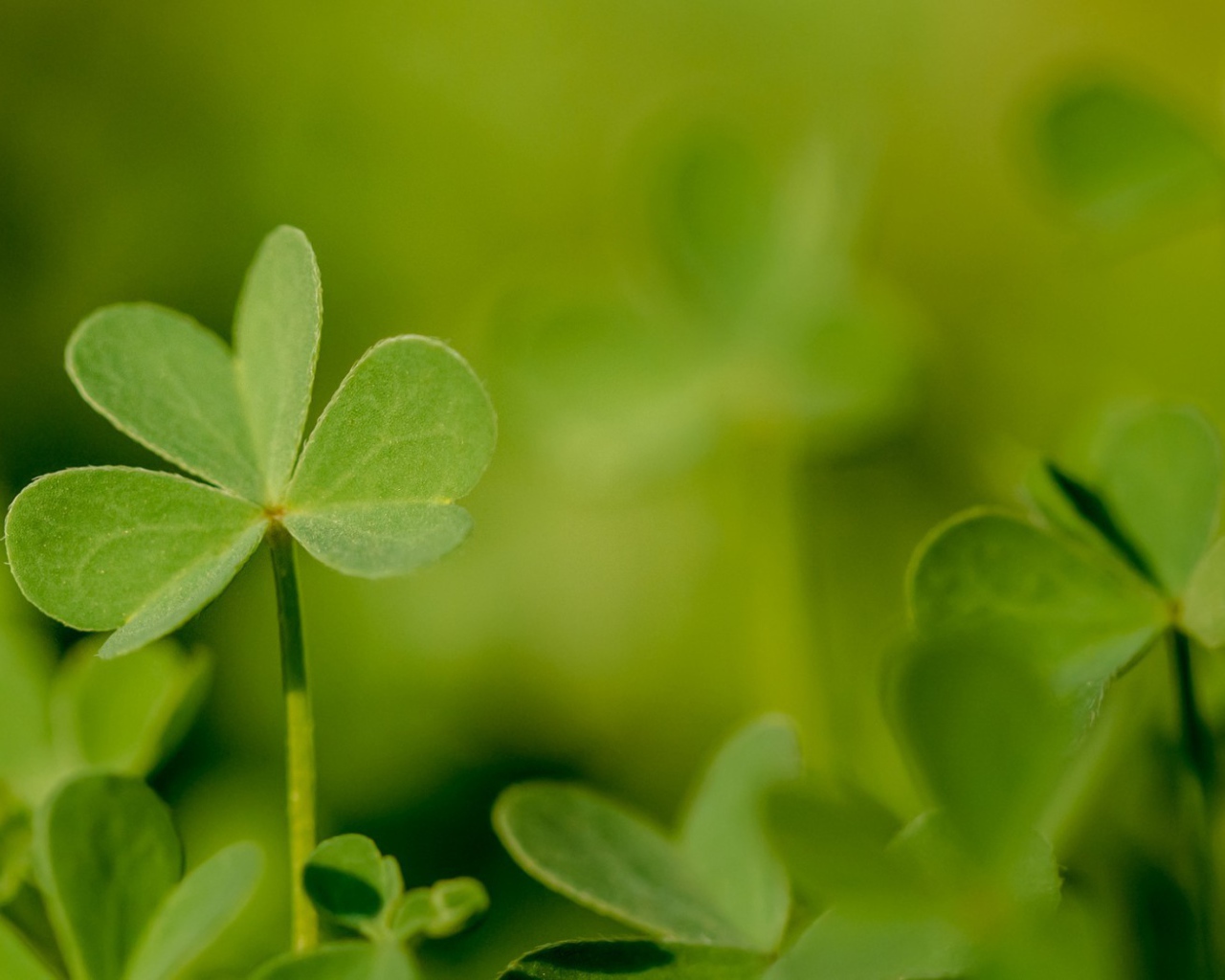 Молодой зеленый листик