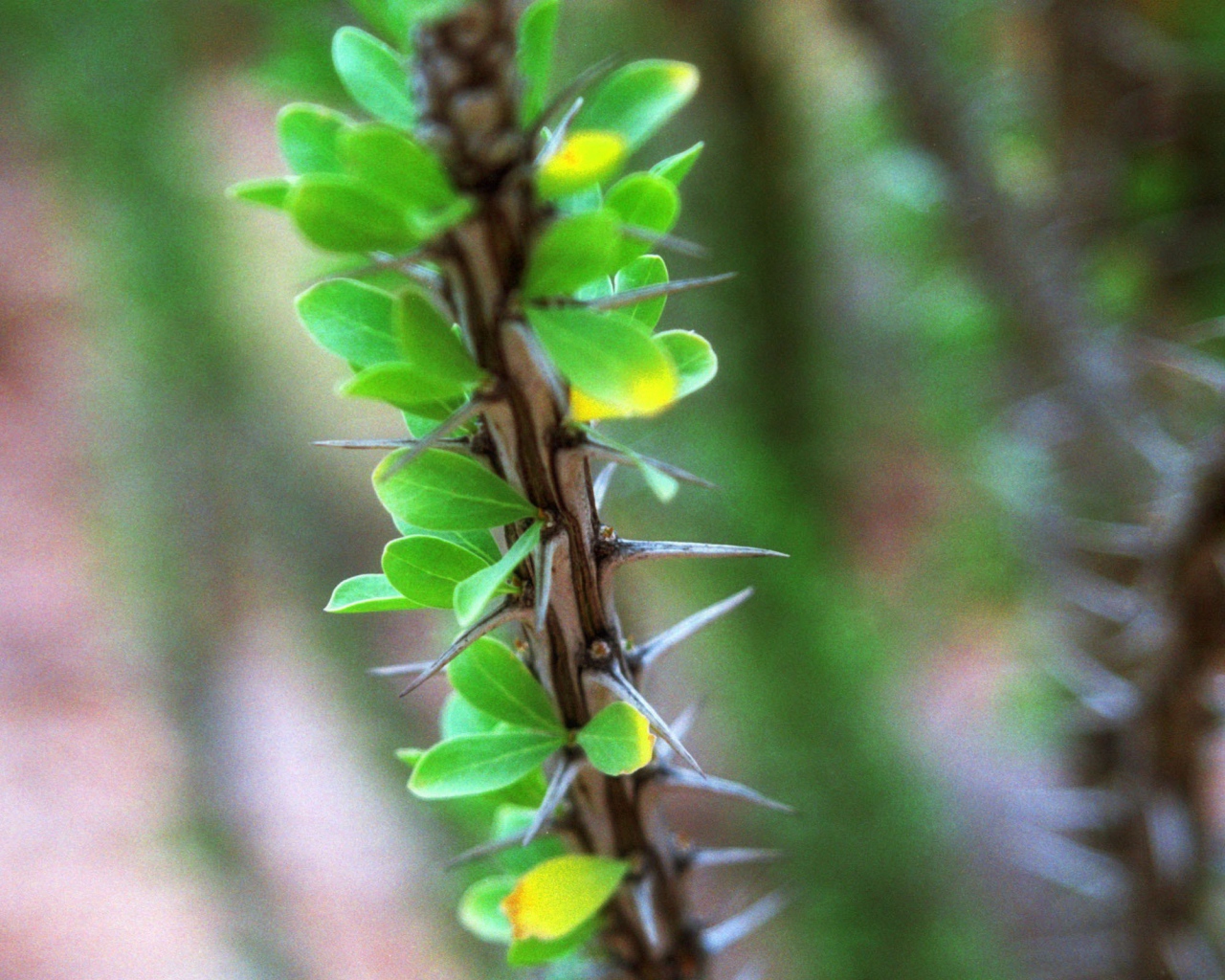Ветка растения с шипами