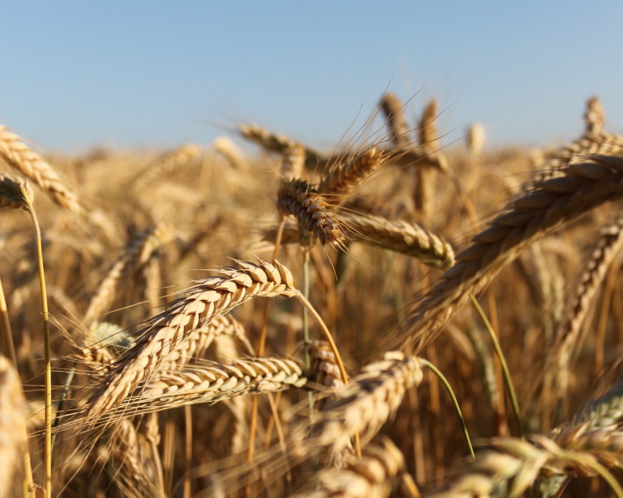 Зрелые колосья пшеницы