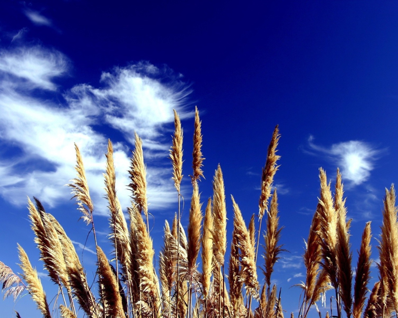 Трава на фоне синего неба