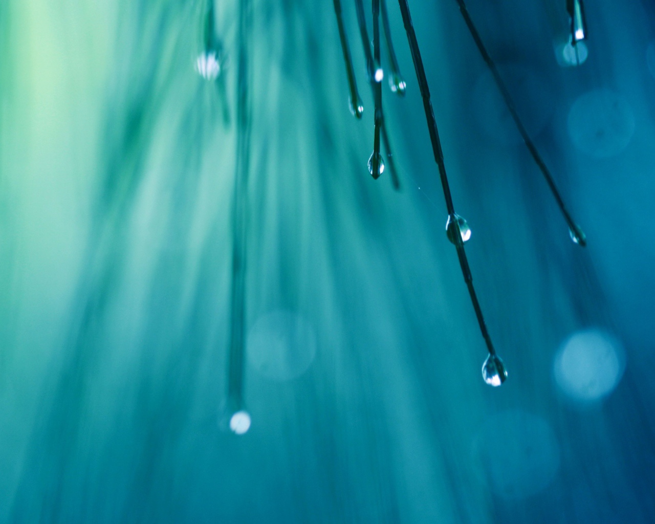 Капли воды на иголках дерева