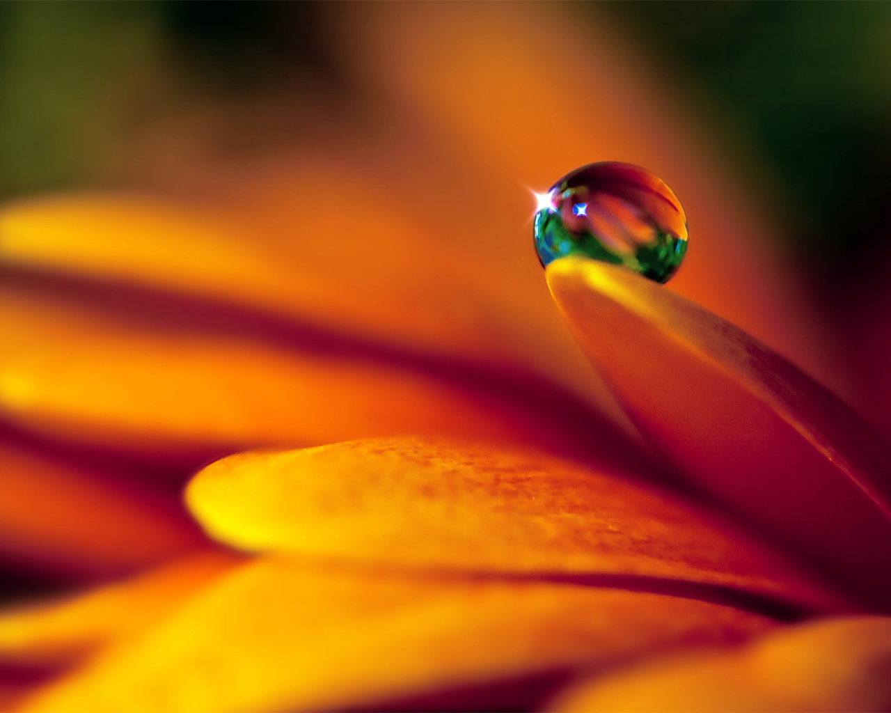 	   A drop on a petal