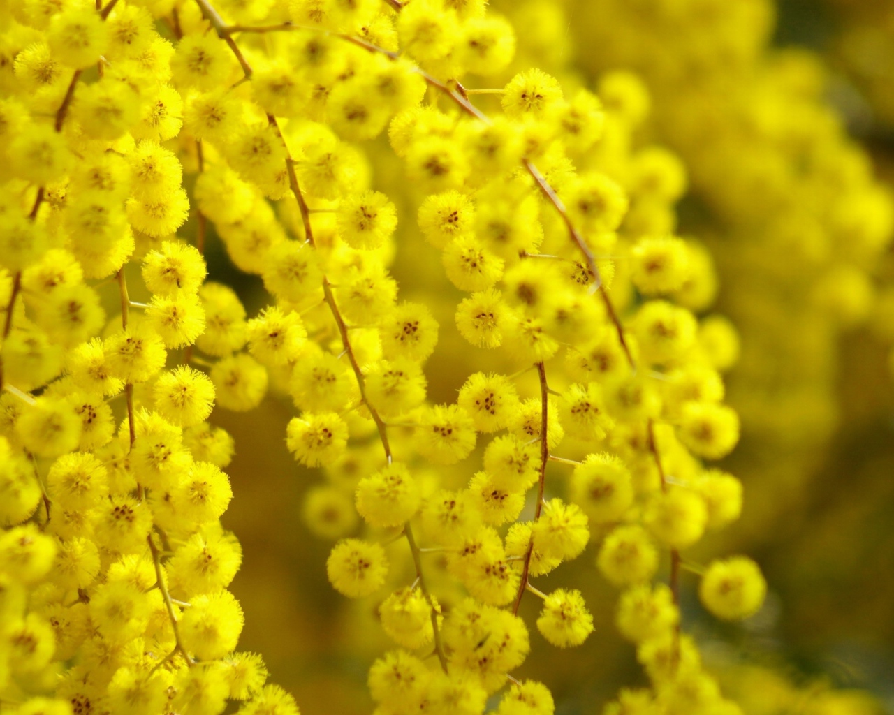 Цветет желтая акация