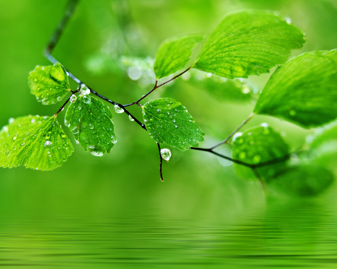 Ветка с каплями