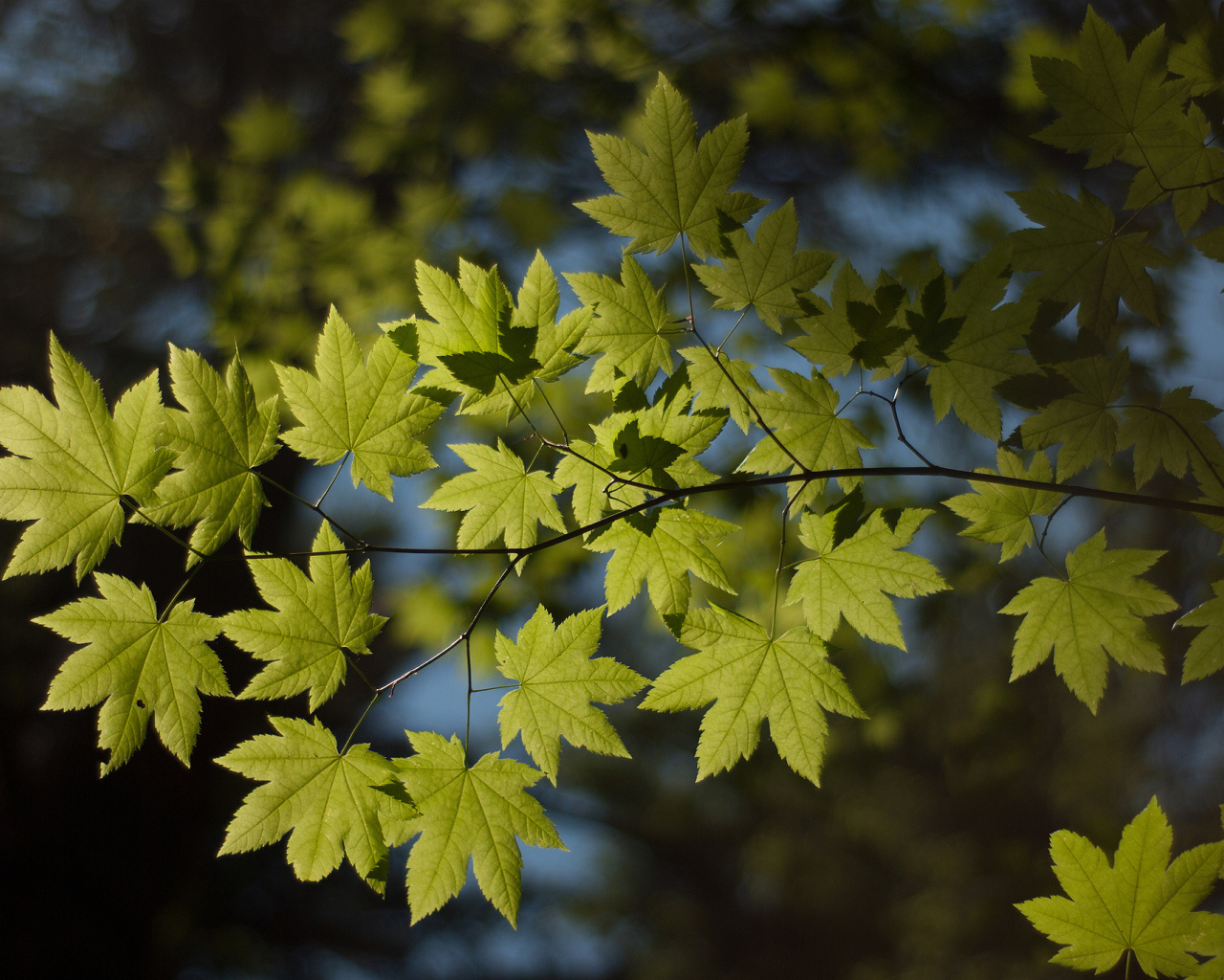 Ветка с листьями