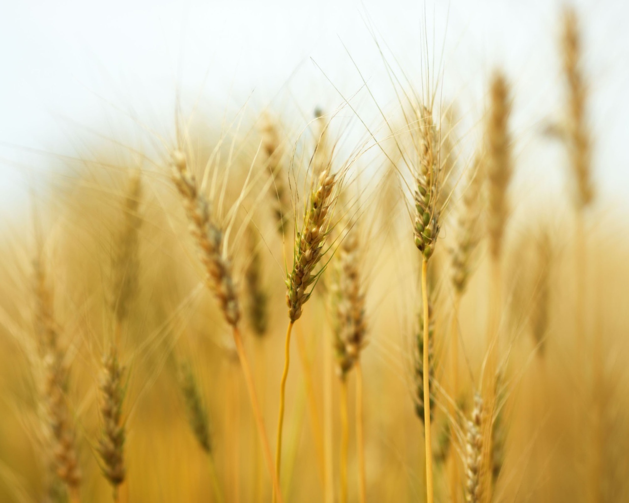 Колосья пшеницы