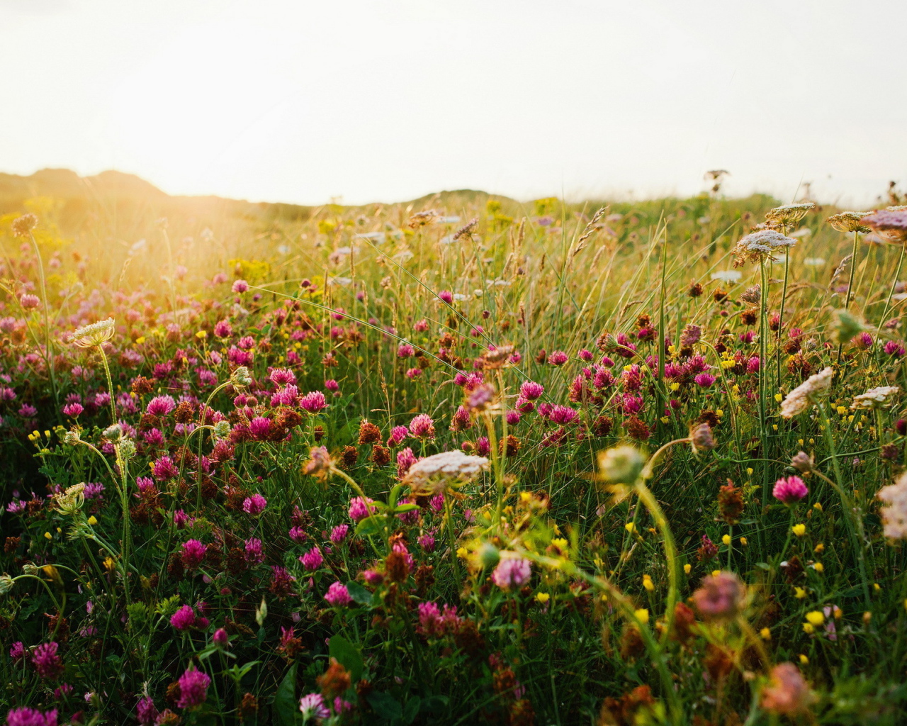 Полевой клевер