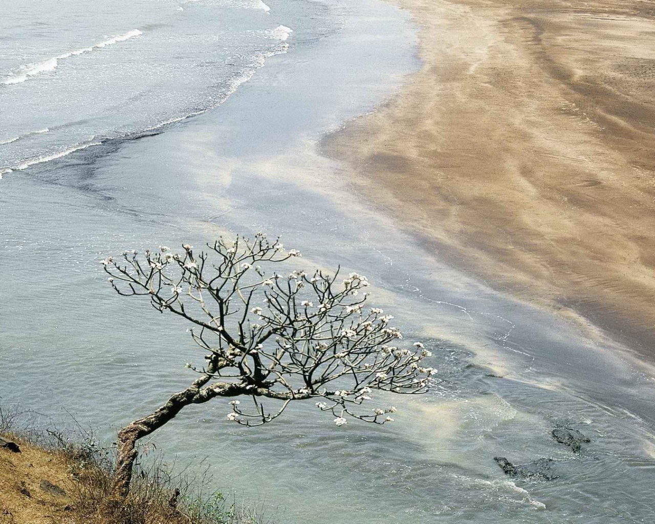 Цветущее дерево в Индии