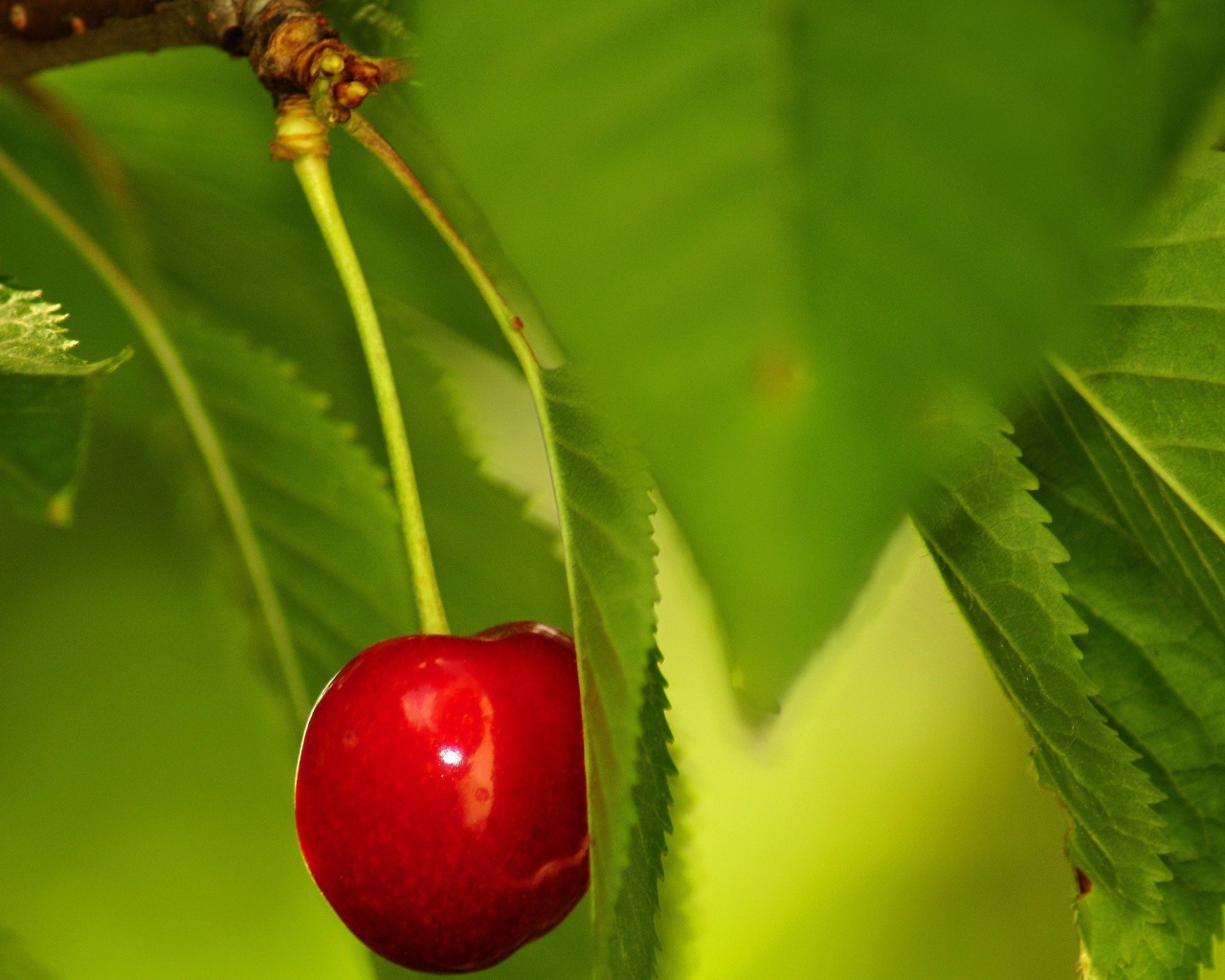 Одинокая вишня