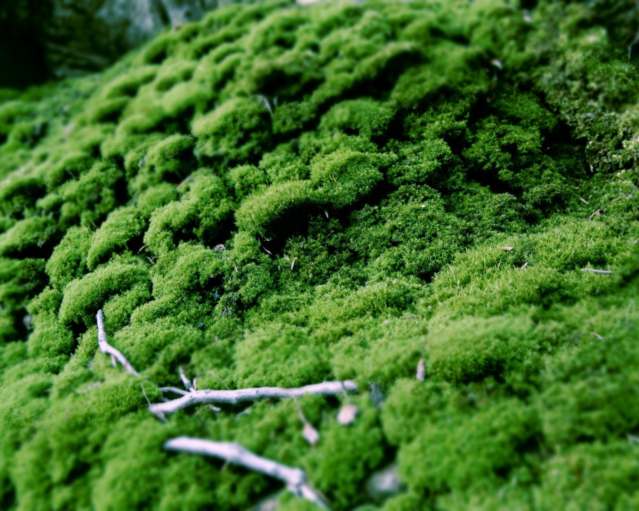 Зеленый мох