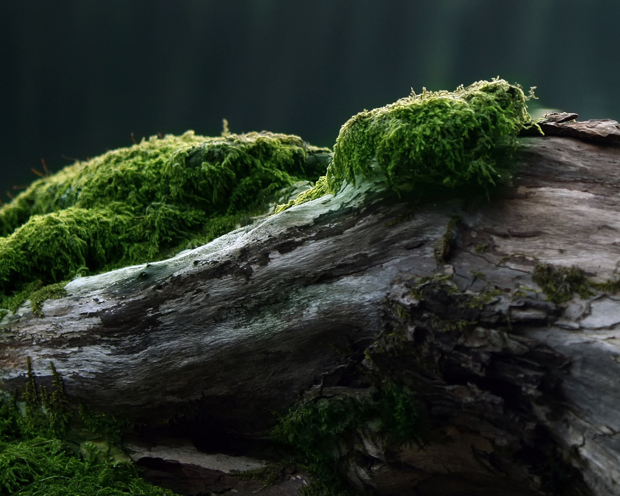 	   Moss on the old log