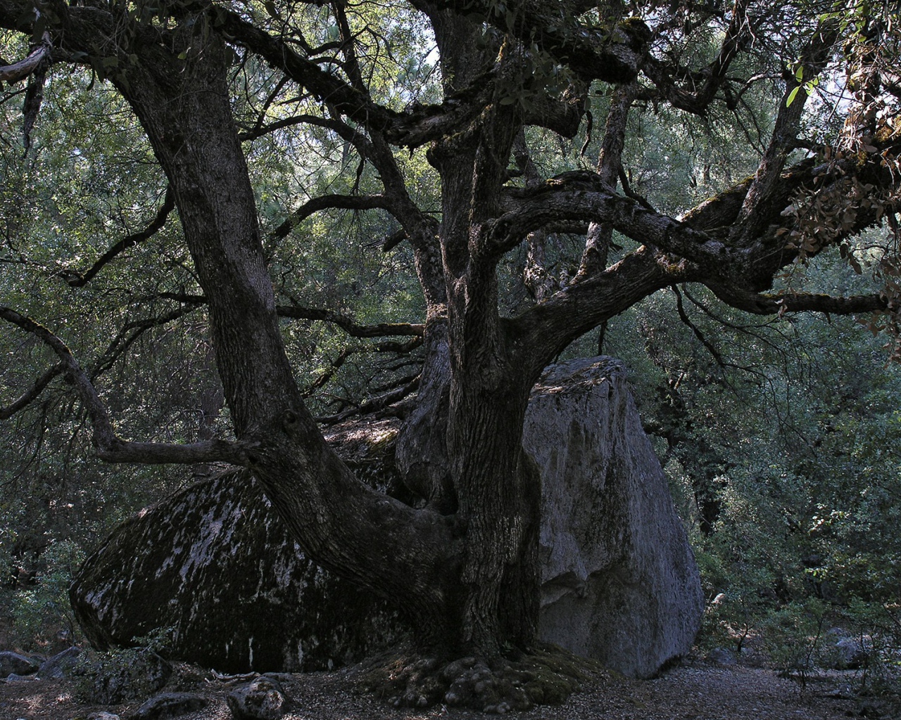 Старое дерево