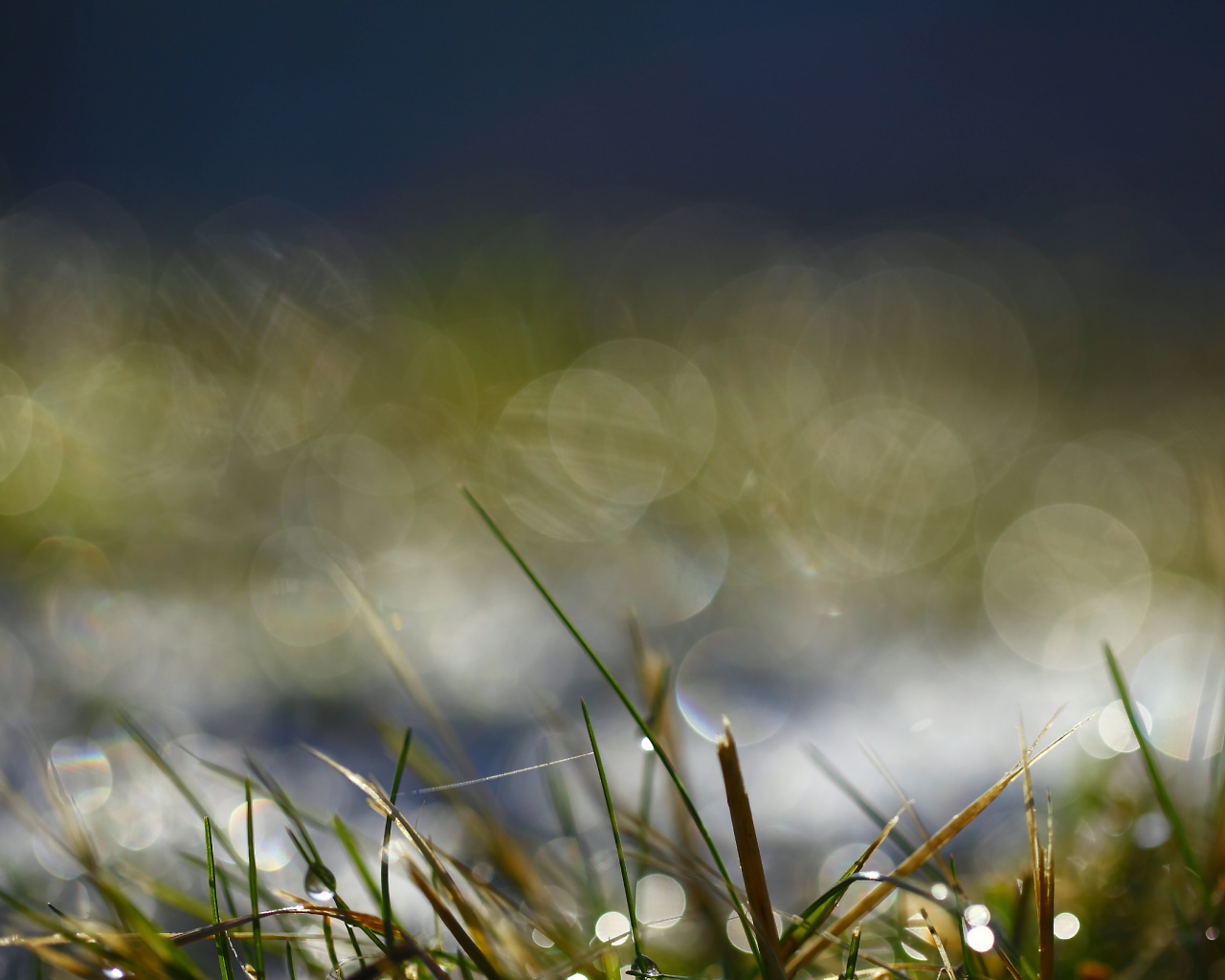 На траве утренняя роса