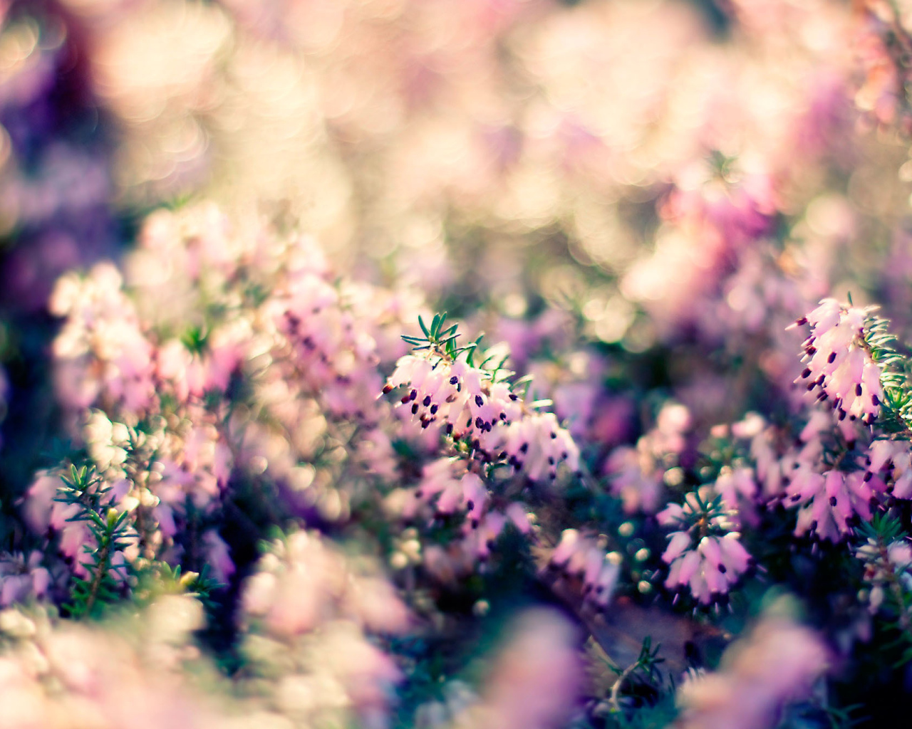 Растение с цветами