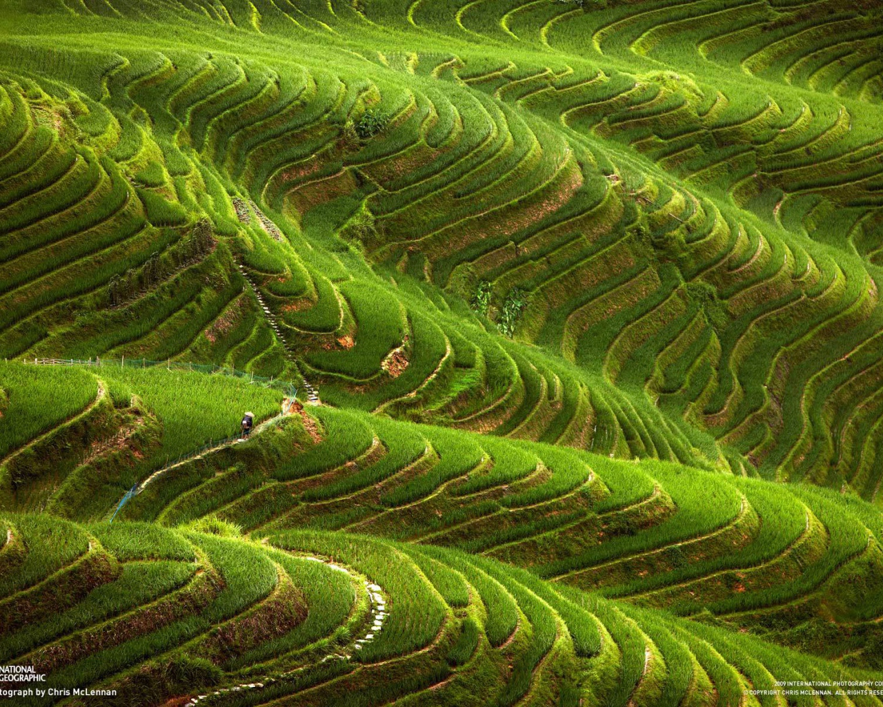 Чайные плантации в горах