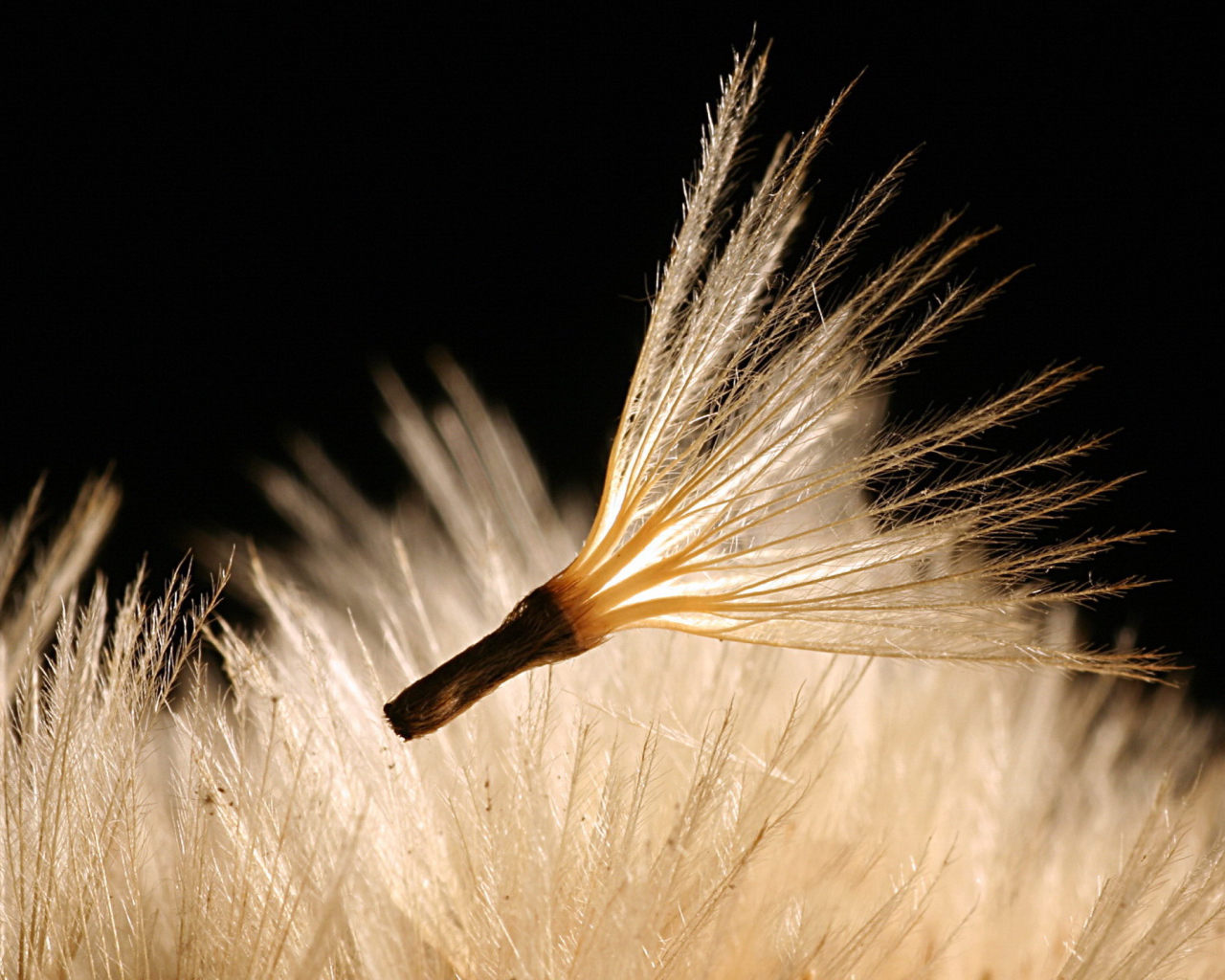 Пушинка одуванчика