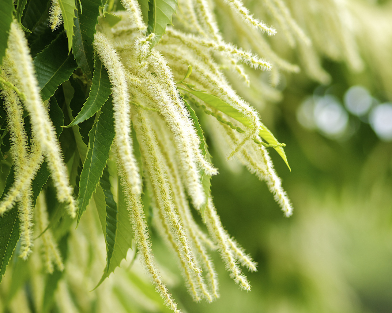 Листья и цветы дерева