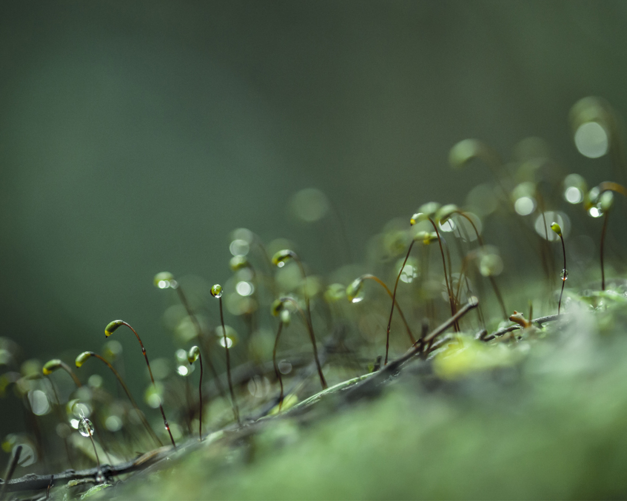 Ростки с каплями воды
