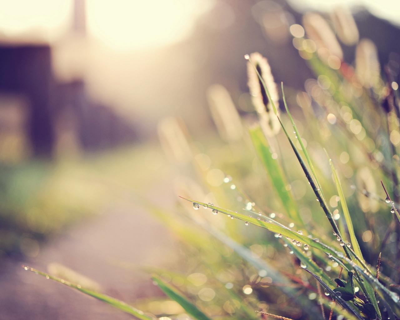 Капли воды на траве