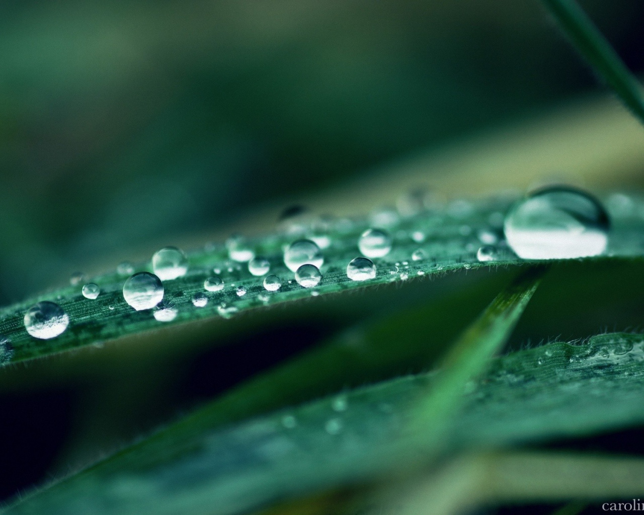 	   Water drops on the leaves