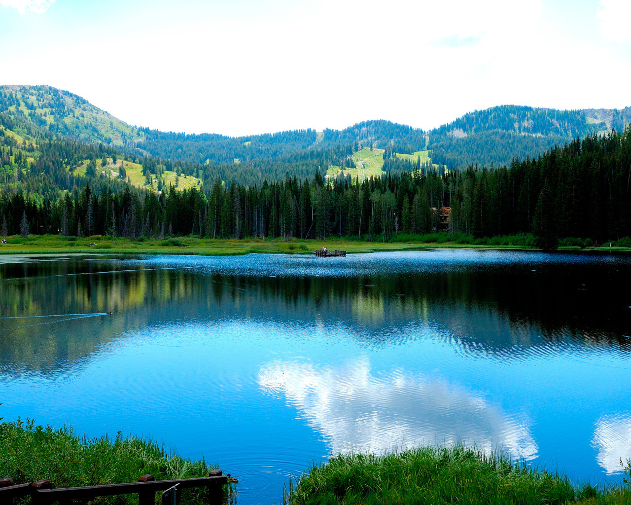 Утки плавают в озере