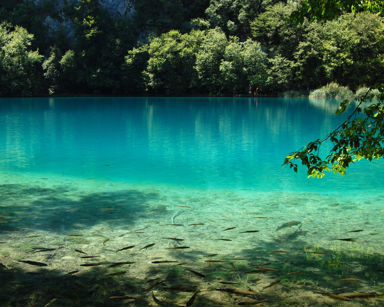 Рыба в чистой воде озера