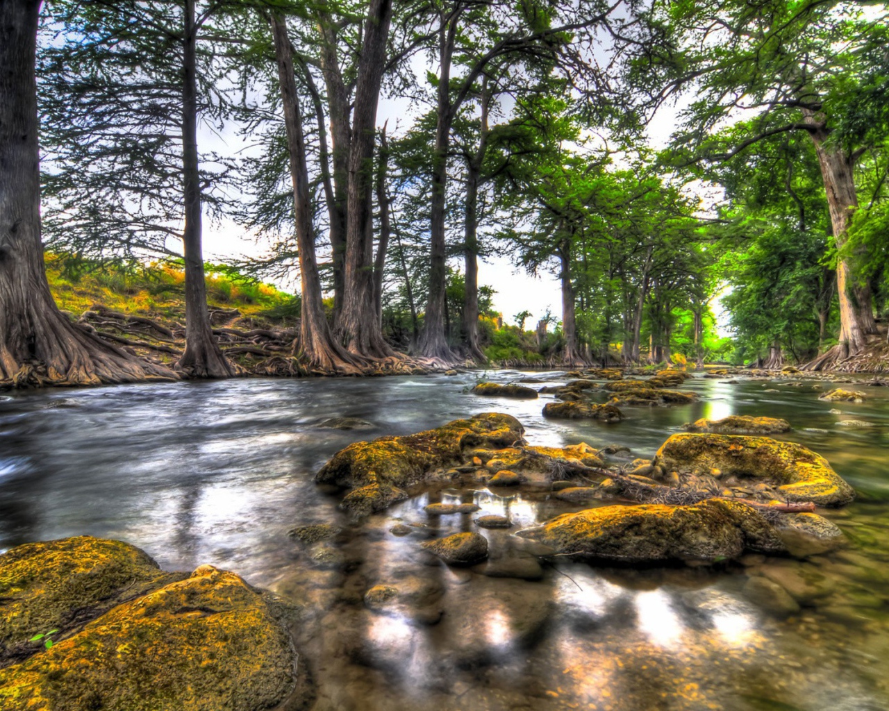 Природа вдоль реки