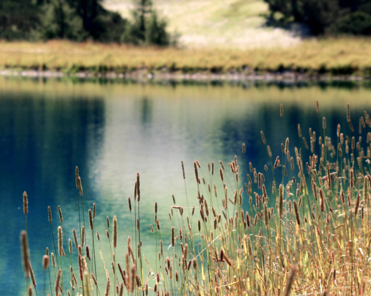 Растения на берегу озера