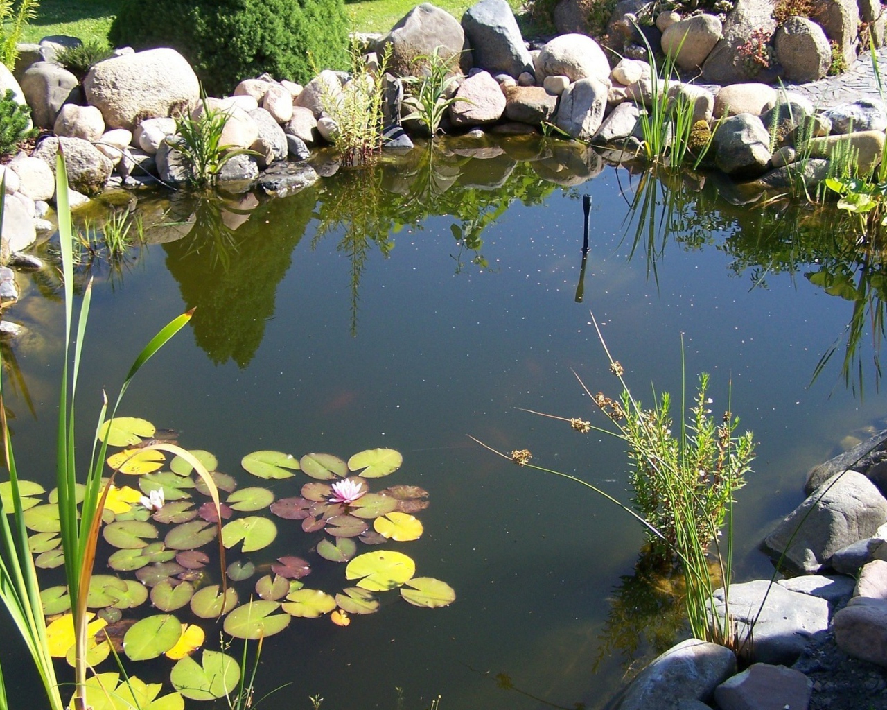 Пруд в саду