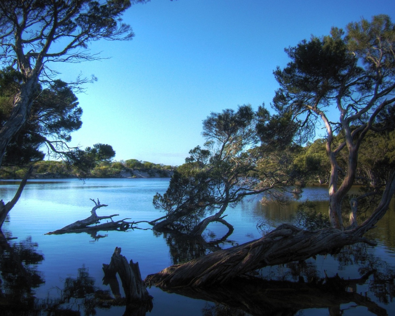 Деревья затопленные водой