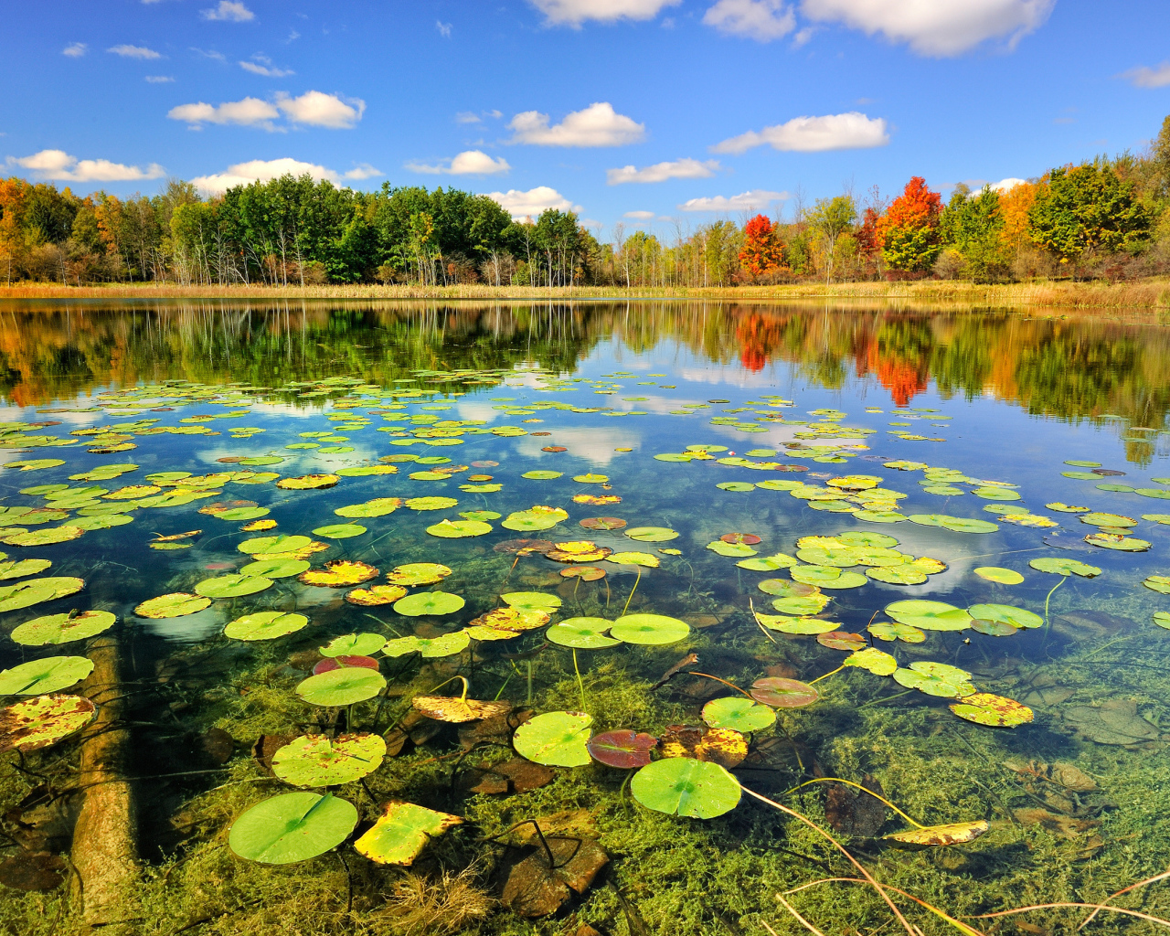Кувшинки на поверхности озера