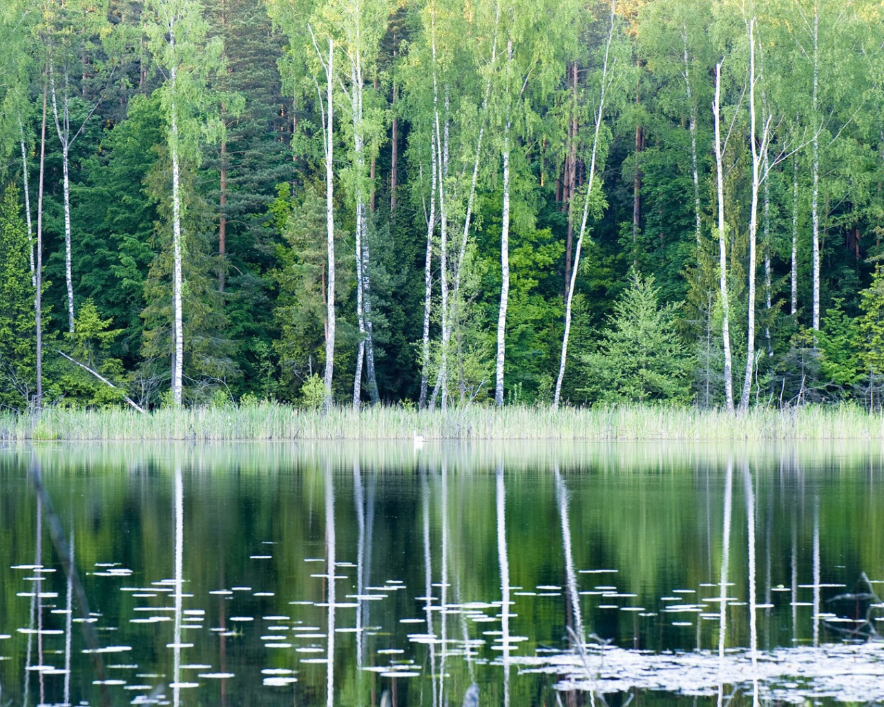 Лесное озеро в Польше