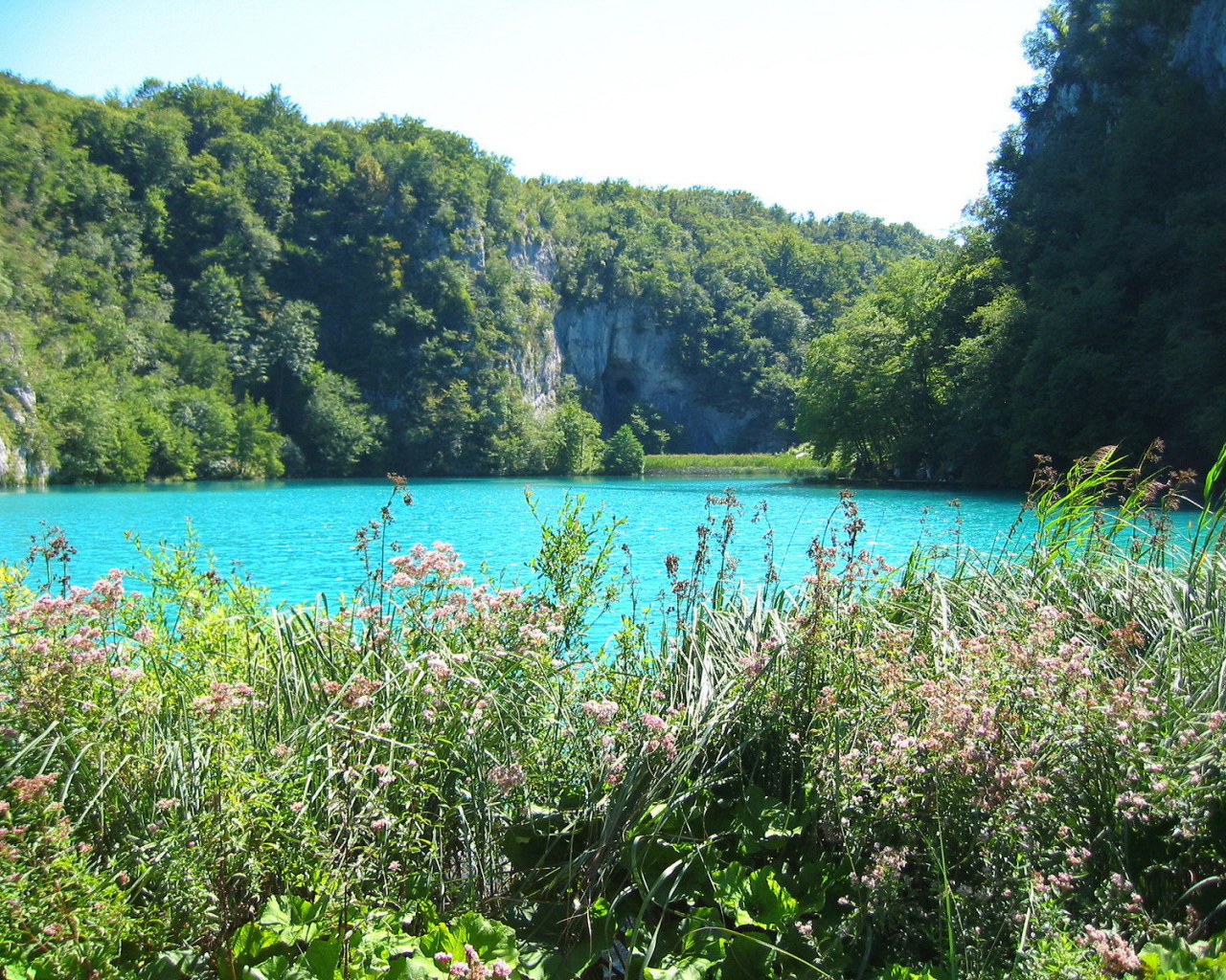 Трава на берегу озера