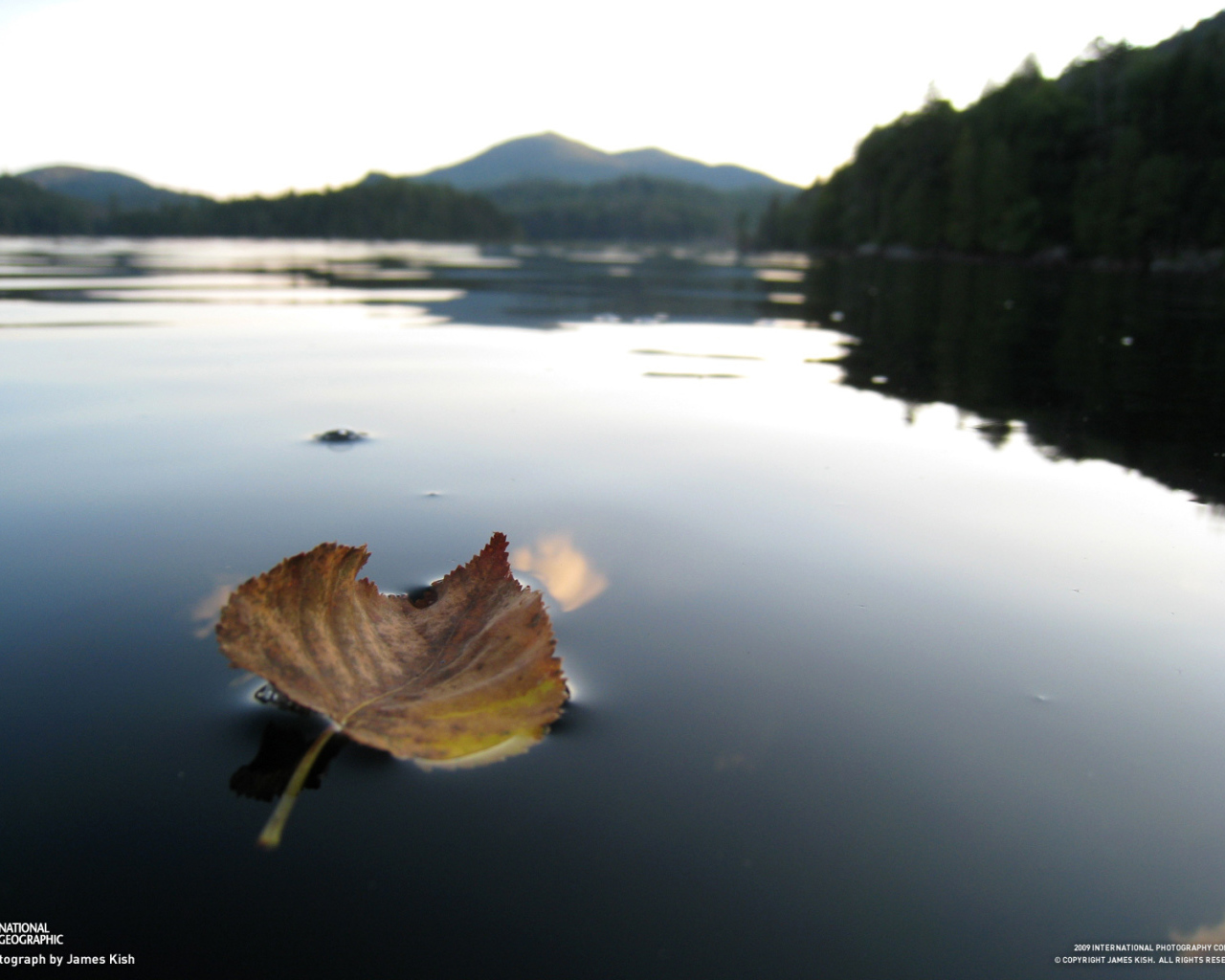 Листок на горном озере