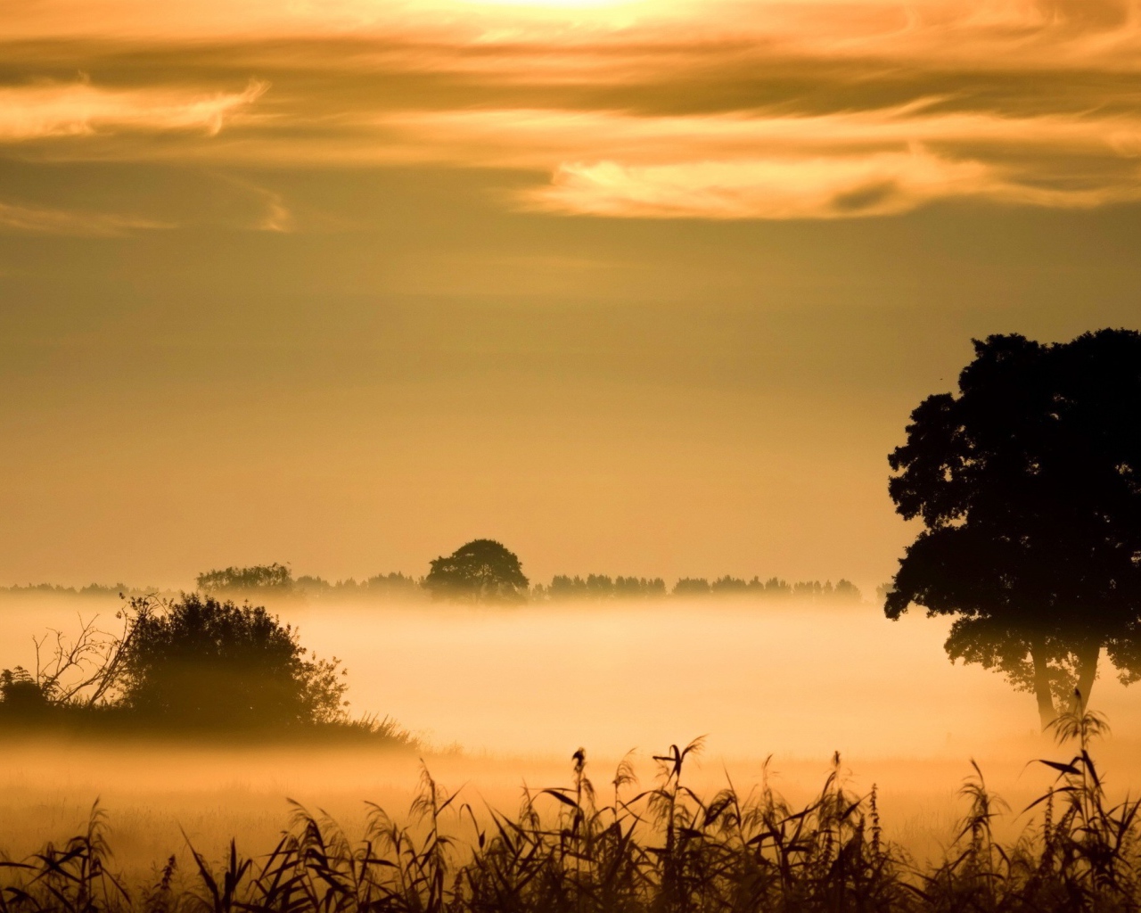 Утренний туман над болотом