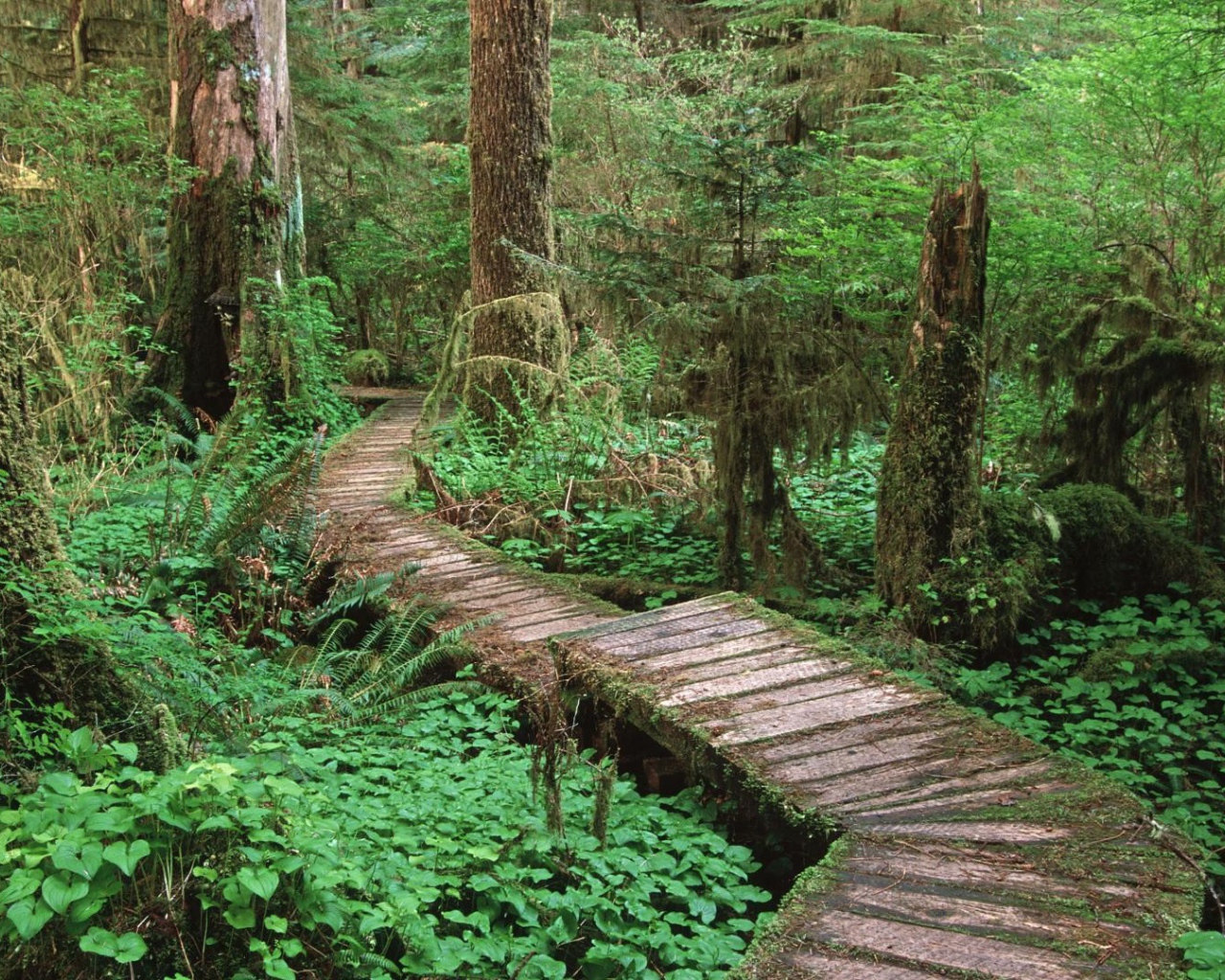 Дорога через болото