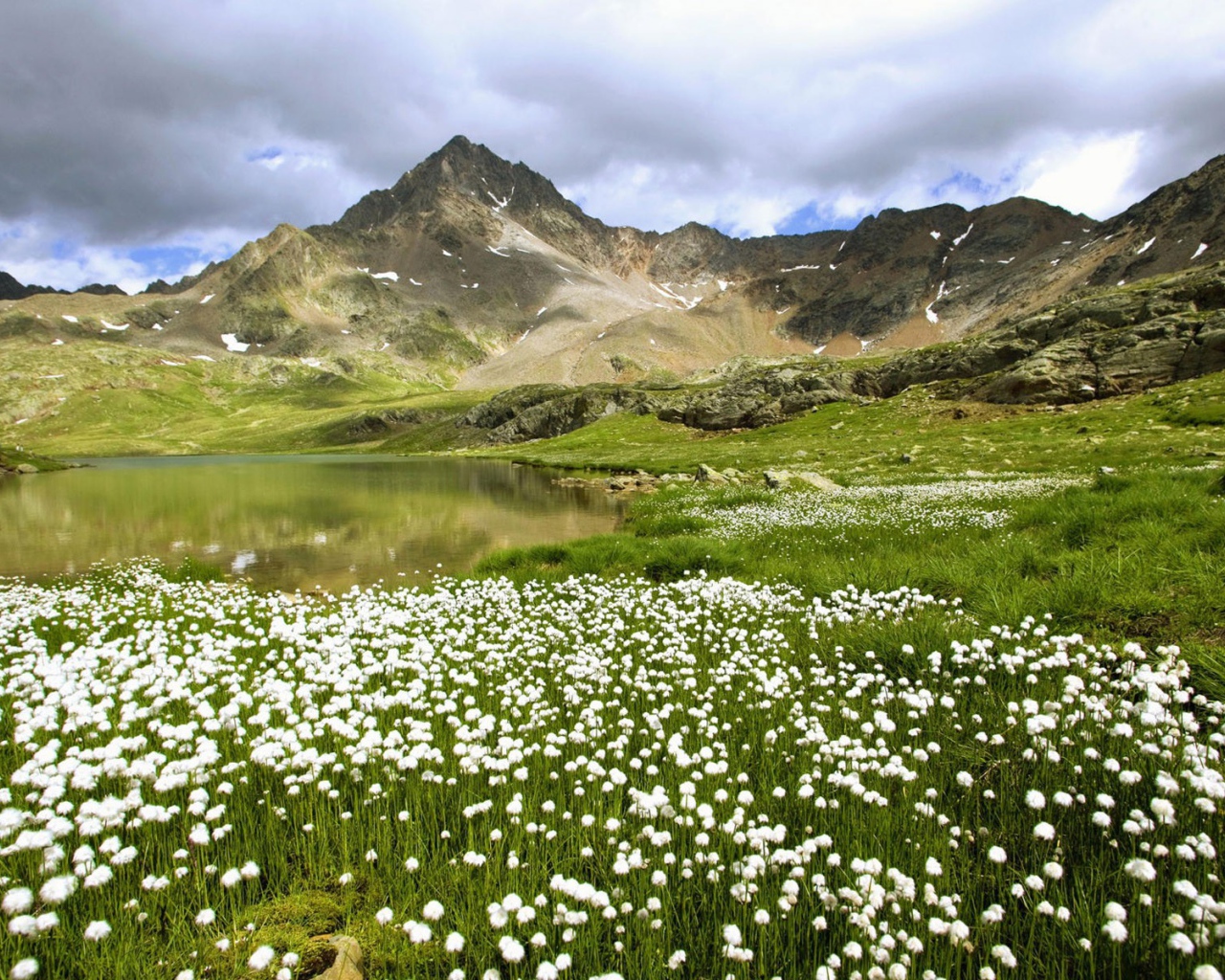 Долина с одуванчиками