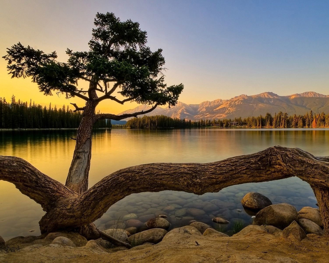 Старое дерево на берегу озера