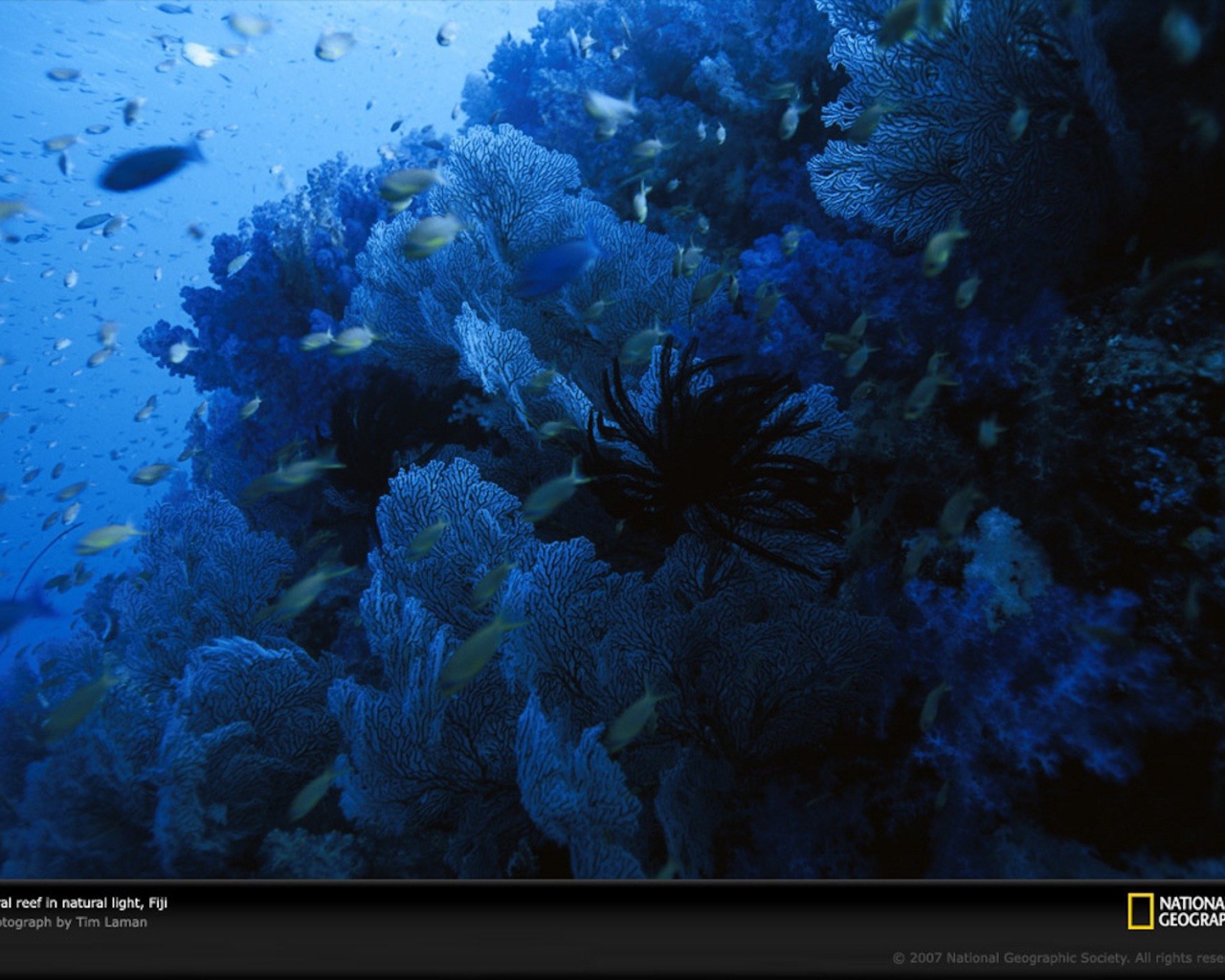 Голубое подводное царство