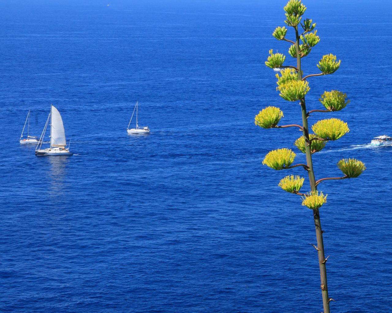 Парусники в море