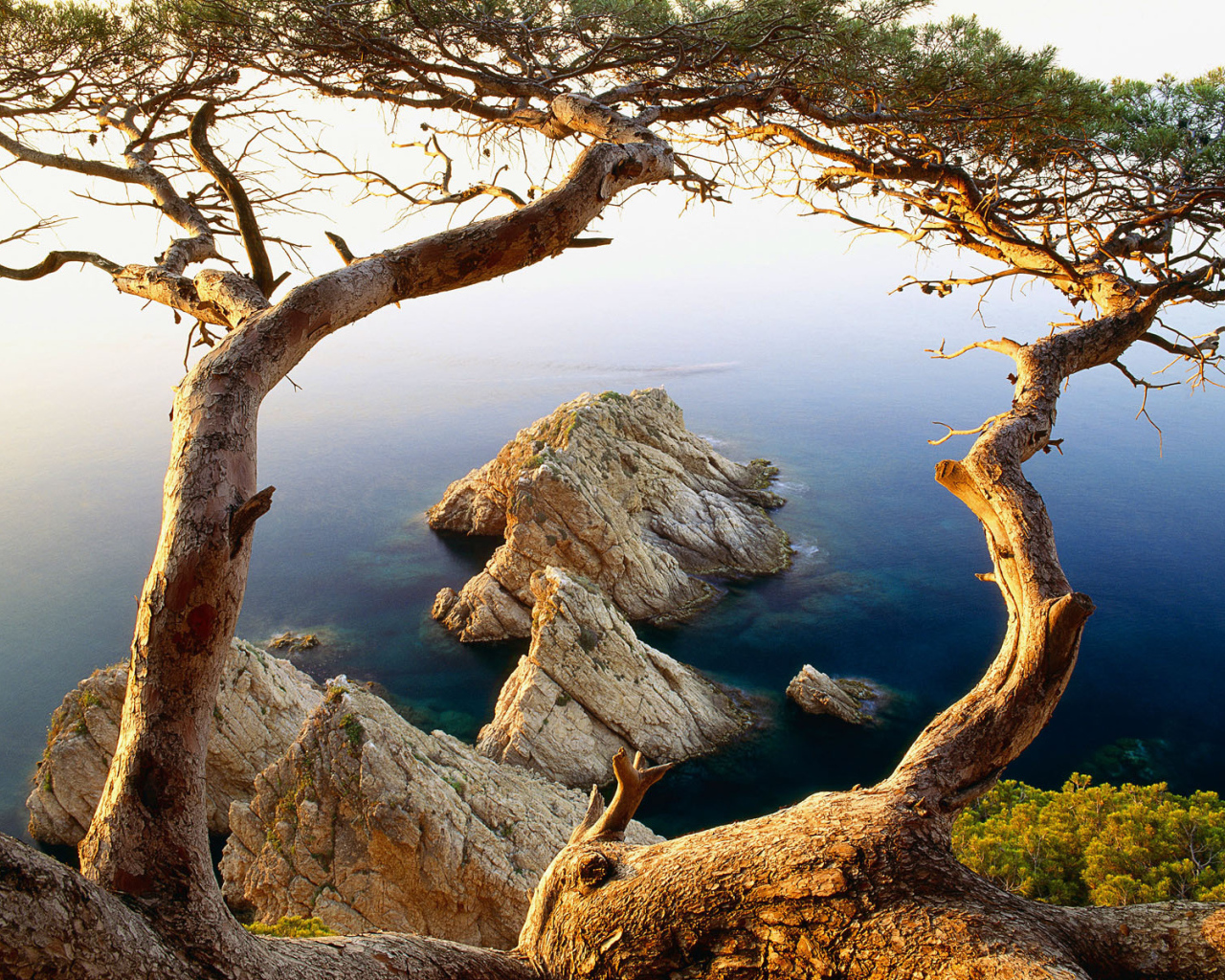 Дерево на скале у моря