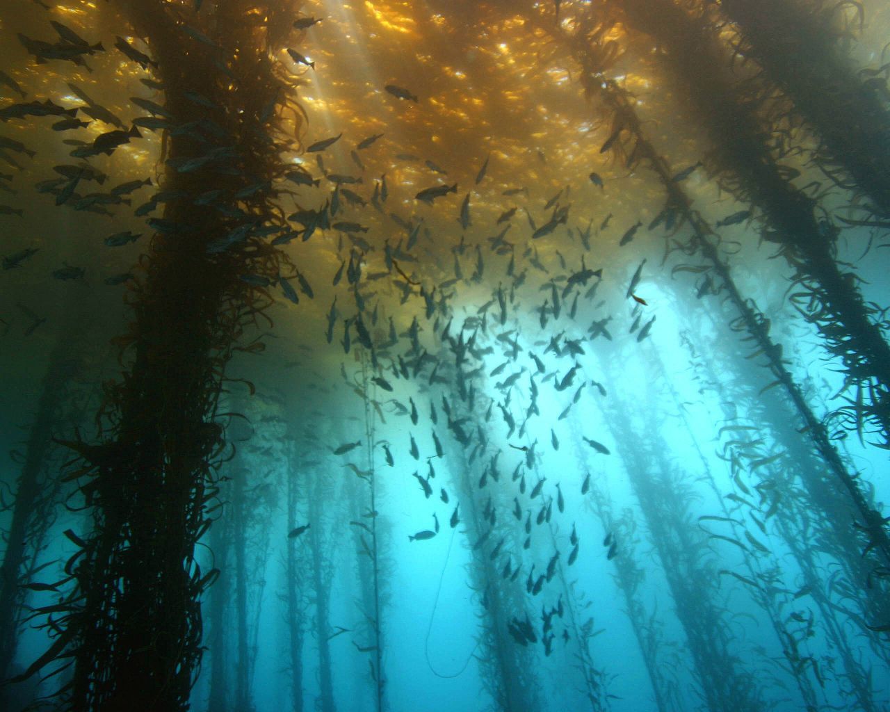 Подводный лес из водорослей