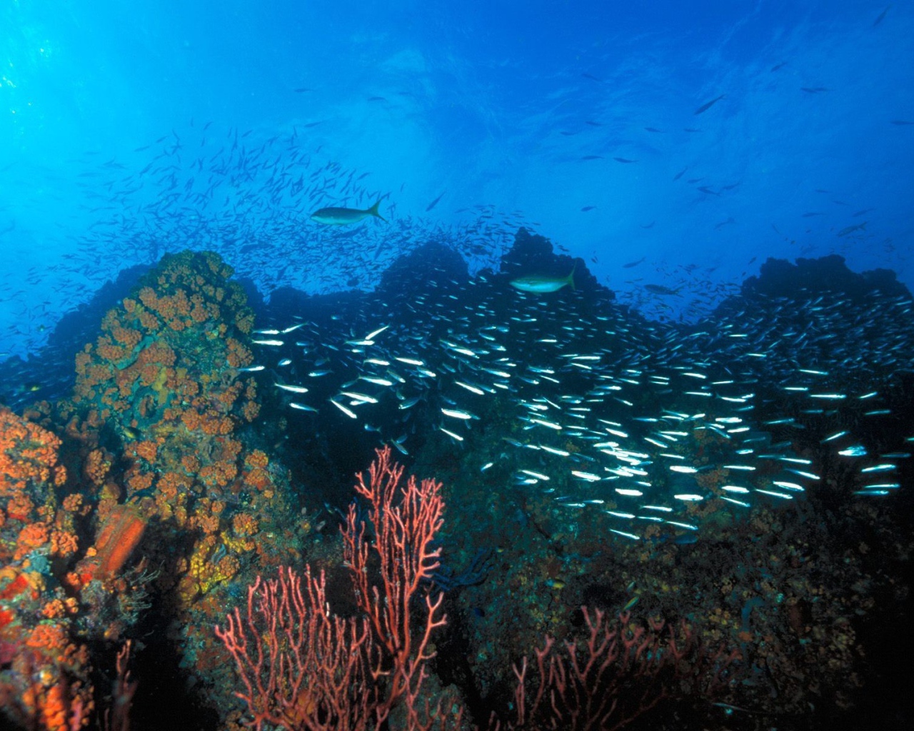 Подводный ландшафт