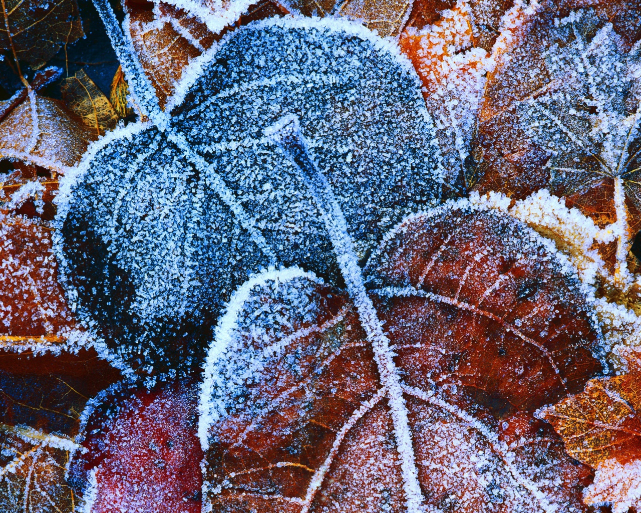 Замерзшие осенние листья