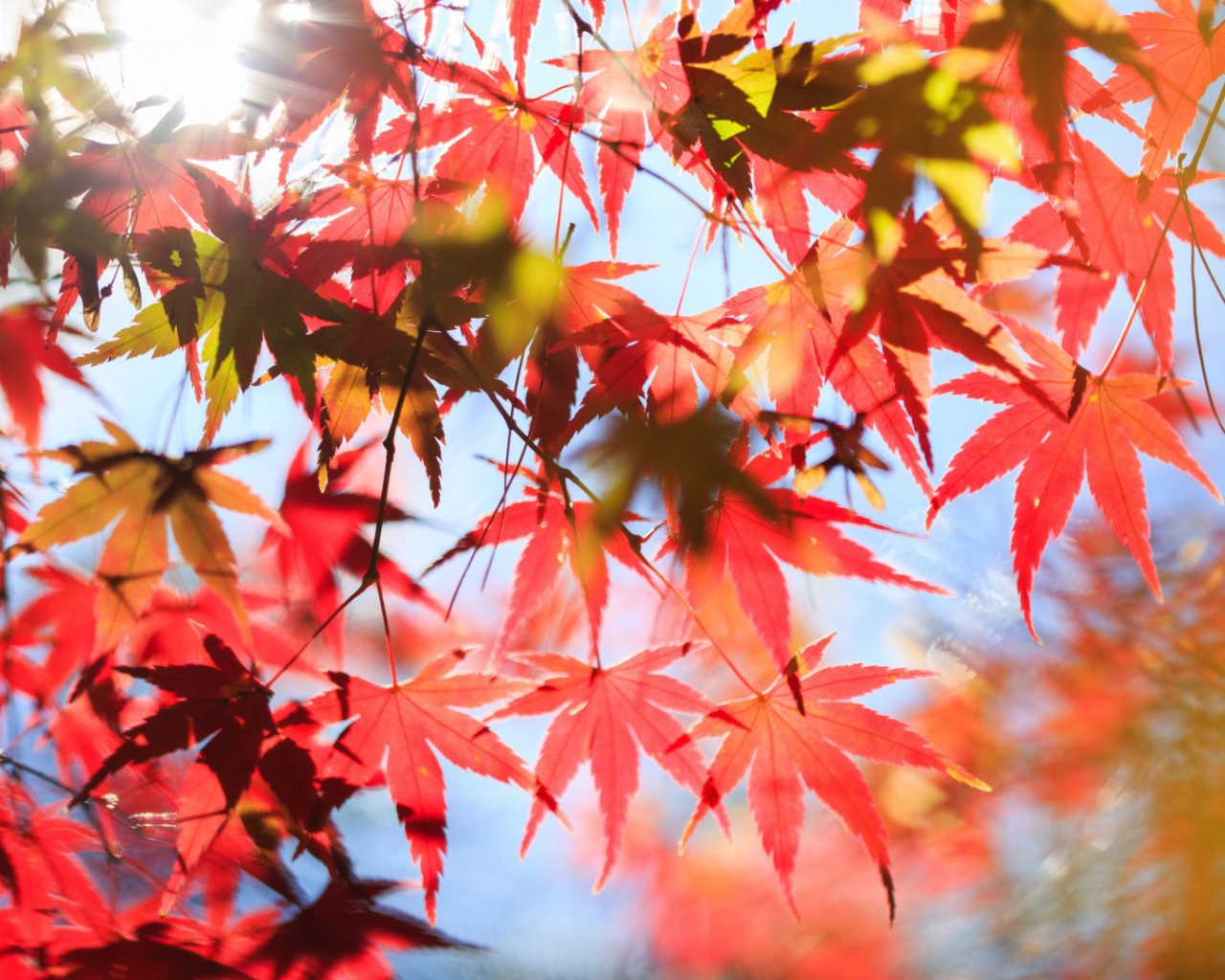 Красные листья в лучах солнца