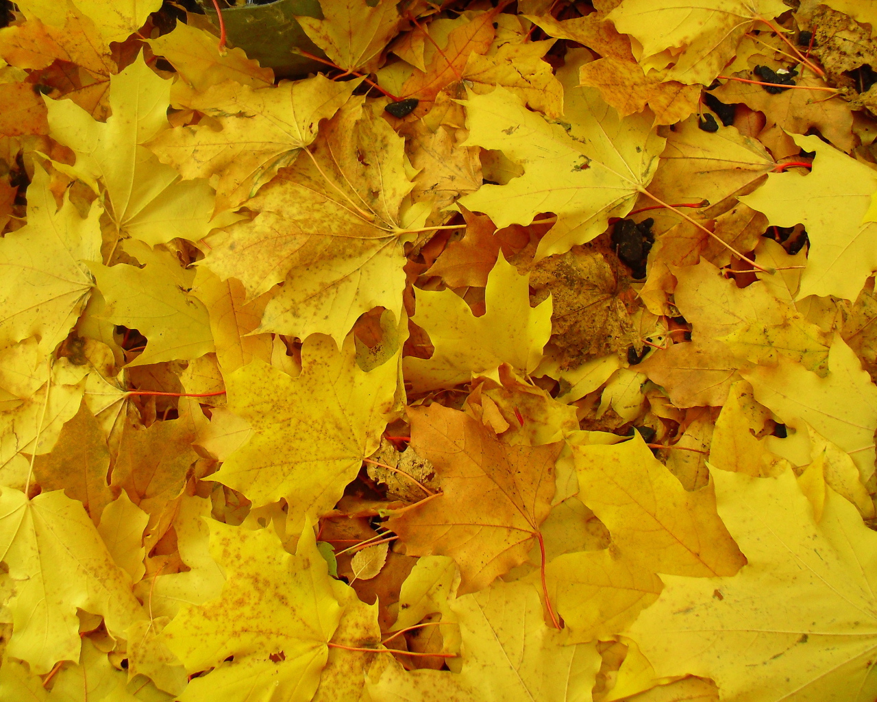 Фон из желтых листьев